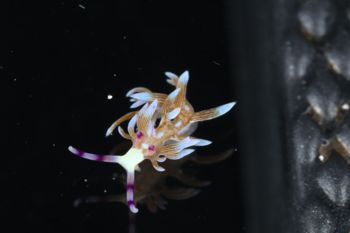 Media type: image;   Malacology 393738 Description: live specimen;